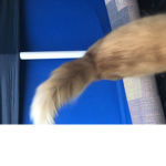Cats United! Ee!