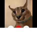 ch3dd4r
