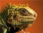Iguana Fan Club