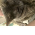 Cat fan group for cat people