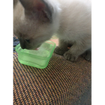 Gato lambendo gelo