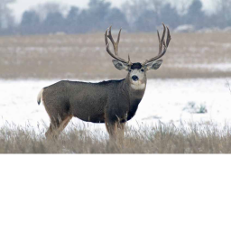 hunting sim
