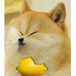 DOGE GROUP :]