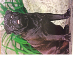 ThePugsters