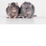 Fat Ratss
