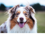 Australian shepherd group!!