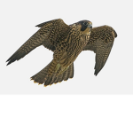 Falcon Fashions