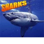 Sharkss loverss