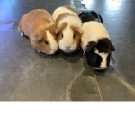 Guinea Pig pig pig