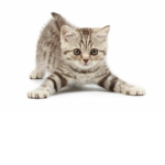 TeamNeko D:<
