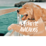 ~ Aesthetic Avacado’s~