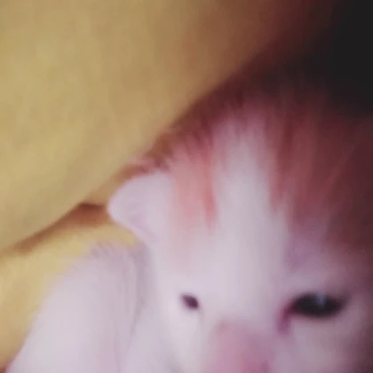 Sleepy cat
