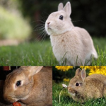 Bunnies United!!!
