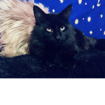 KITTYLOVER