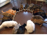 We Are The Cat Army