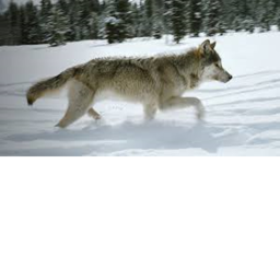 Wolf Runner