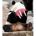 Smiles For Pandas