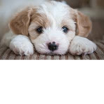 pupups's puppies