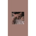 Royal Cat Kingdom
