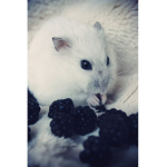 Hamster_Wolf
