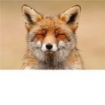 Diamond Fox Studio's