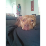 Dog's r cute