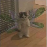 fairy kittens <3