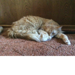 Loving your cats