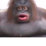 Monke Gang [OFFICIAL]