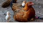 Respect chicks
