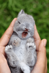 Territory of BUN BUN