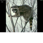 Raccoons!!