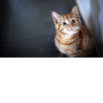 Diamond Kittens