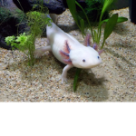 Da Axolotl Army