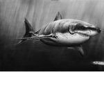 Sharkoos Homies