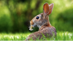 Fuzzy Bunny Crew