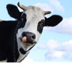 The Cows!!!