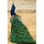 Fancy brids
