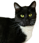 maow mow