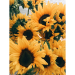 SUNFLOWER_SUQAD