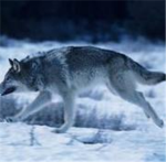 Wolves Of War