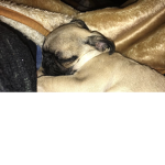 Khloe the pug