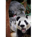 Koala_Panda