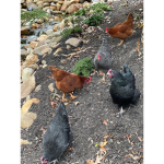 The chicken whisperer