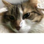 What the cat doin???