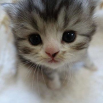 miau .