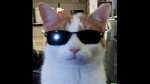 CATS AMY