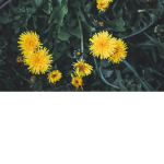 FIower army