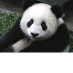 Forgotten panda