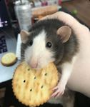 Your Pet Rat